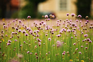 Photo Wallpaper A meadow full of flowers