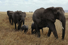 Load image into Gallery viewer, Photo Wallpaper Elephant family
