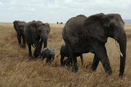 Photo Wallpaper Elephant family