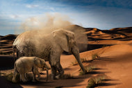 Photo Wallpaper Elephants in the desert