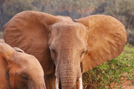 Photo Wallpaper Elephant ears
