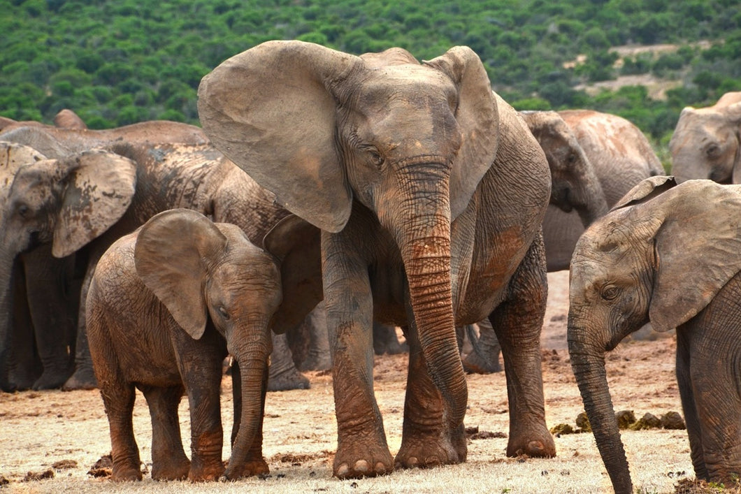 Photo Wallpaper Elephant herd in Africa