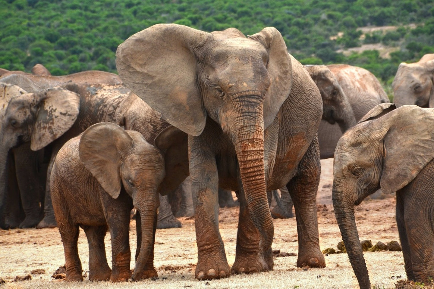 Photo Wallpaper Elephant herd in Africa