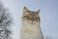 Photo Wallpaper Relaxed cat in the nature