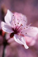 Photo Wallpaper Adorable cherry blossom
