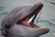 Photo Wallpaper Mealtime for a dolphin