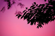 Photo Wallpaper Fantasy tree