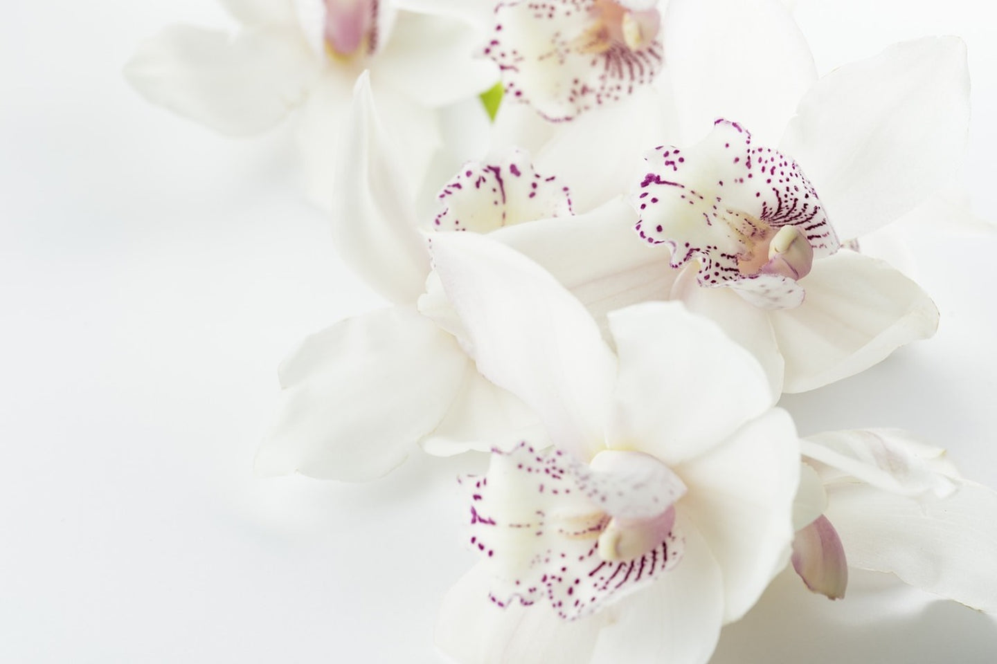 Photo Wallpaper Fantastic orchids