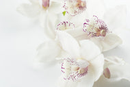 Photo Wallpaper Fantastic orchids