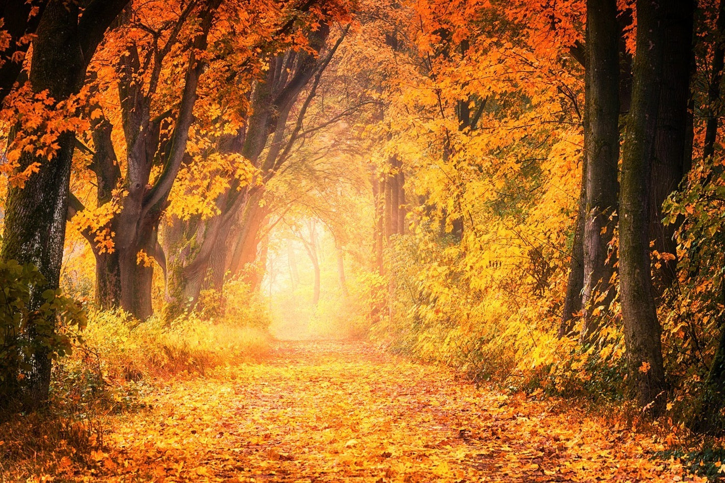 Photo Wallpaper Colors magnificent forest