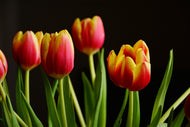 Photo Wallpaper Colorful tulips