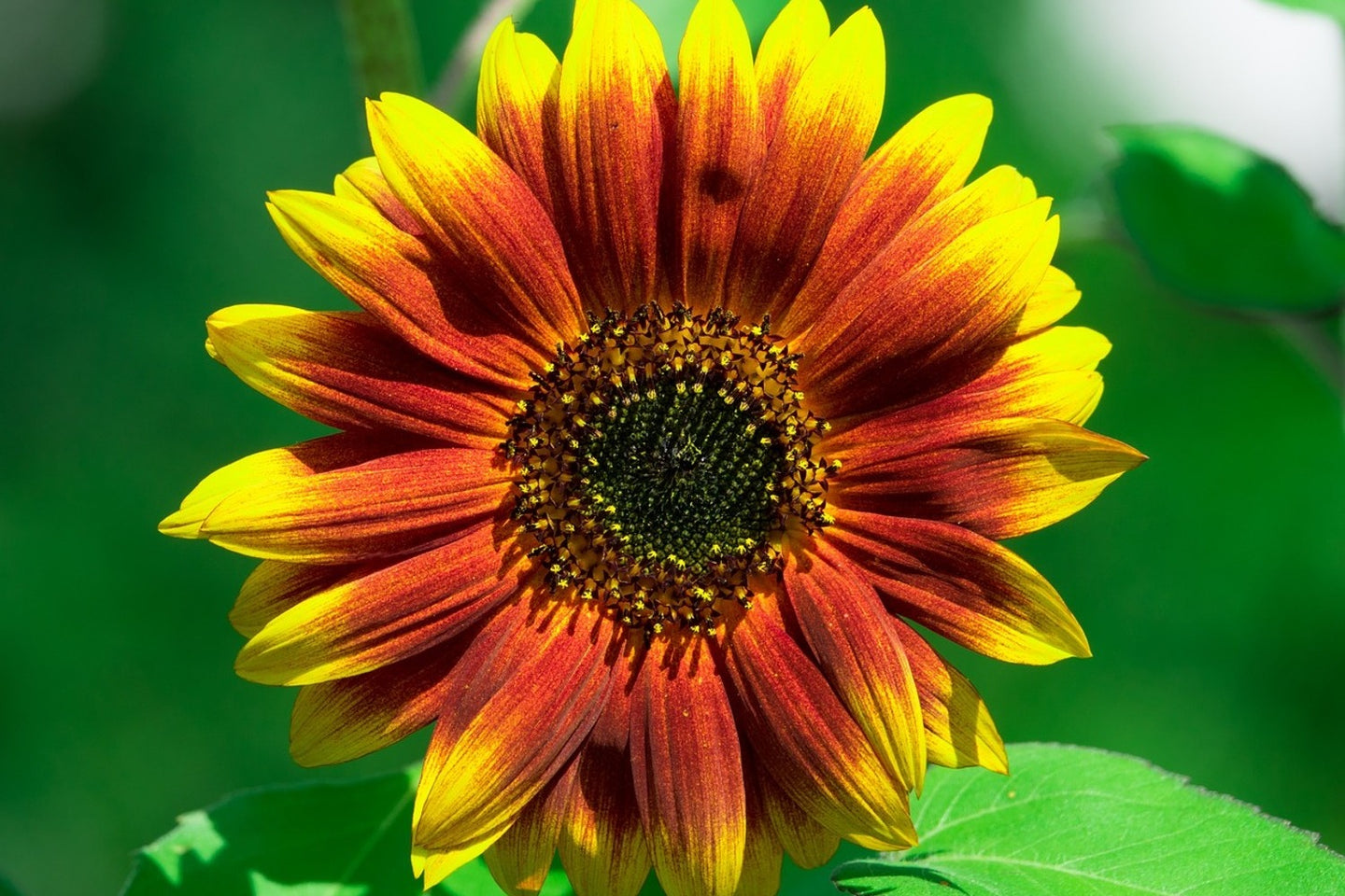 Photo Wallpaper Colorful sunflower
