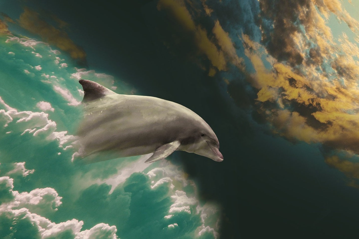 Photo Wallpaper Fascination dolphin
