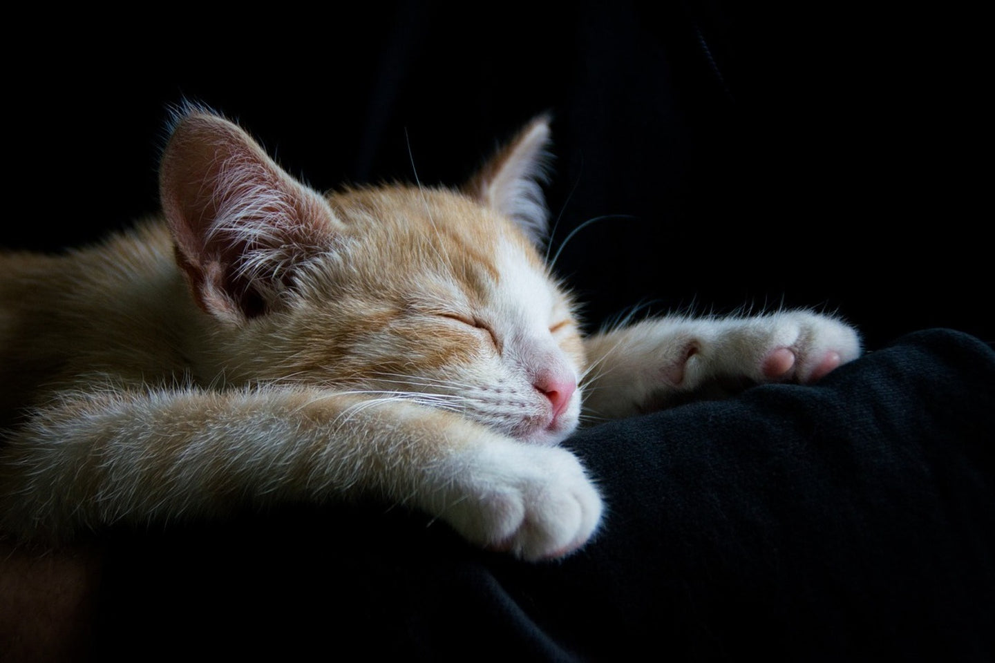 Photo Wallpaper Lazy cat
