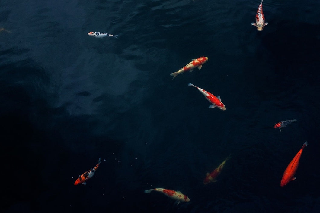 Photo Wallpaper Fish in the pond