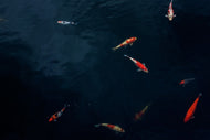 Photo Wallpaper Fish in the pond