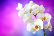 Photo Wallpaper Flower Power Orchid