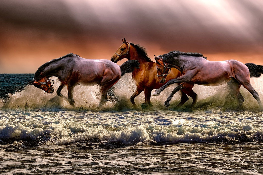 Photo Wallpaper Freedom for horses