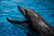Photo Wallpaper Friendly dolphin