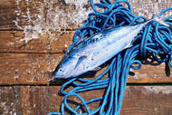 Photo Wallpaper Freshly caught fish