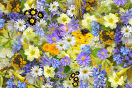 Photo Wallpaper Fresh spring flowers