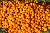 Photo Wallpaper Fresh mandarins