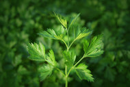 Photo Wallpaper Fresh parsley