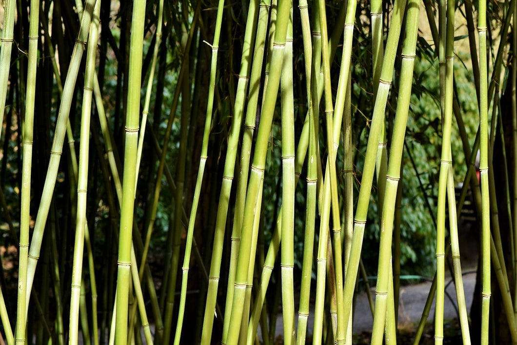 Photo Wallpaper Fresh bamboo