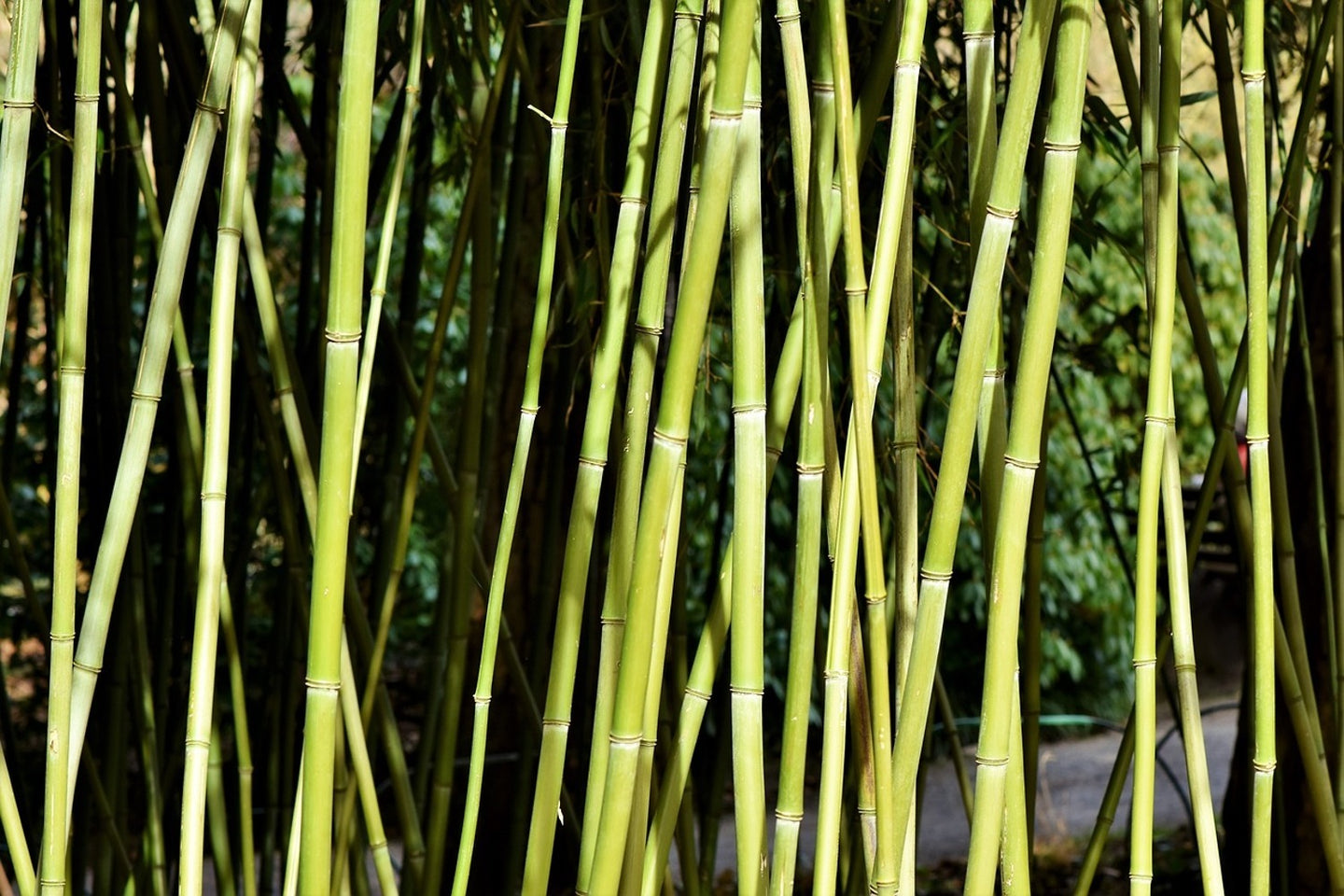 Photo Wallpaper Fresh bamboo
