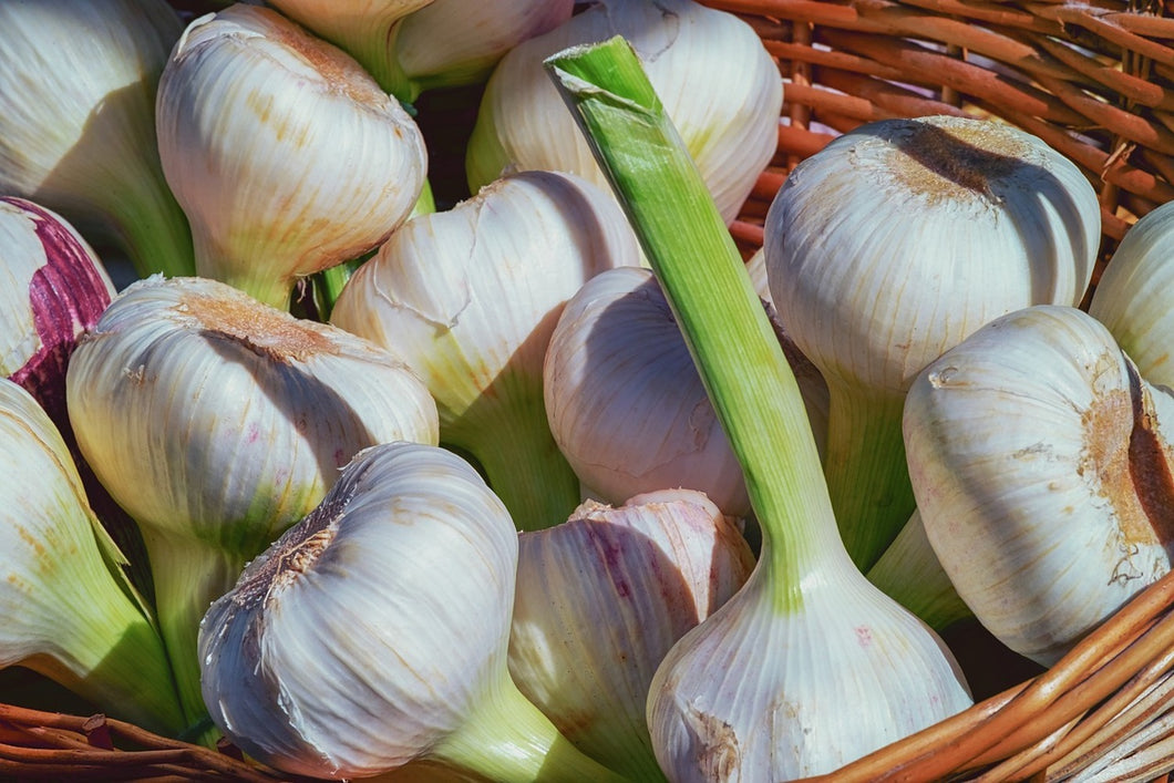 Photo Wallpaper Fresh garlic