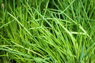 Photo Wallpaper Fresh chives XL