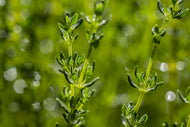 Photo Wallpaper Fresh thyme
