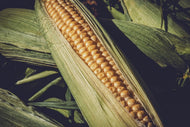 Photo Wallpaper Fresh sweetcorn