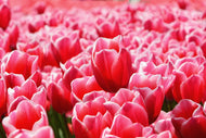 Photo Wallpaper Happy tulip field