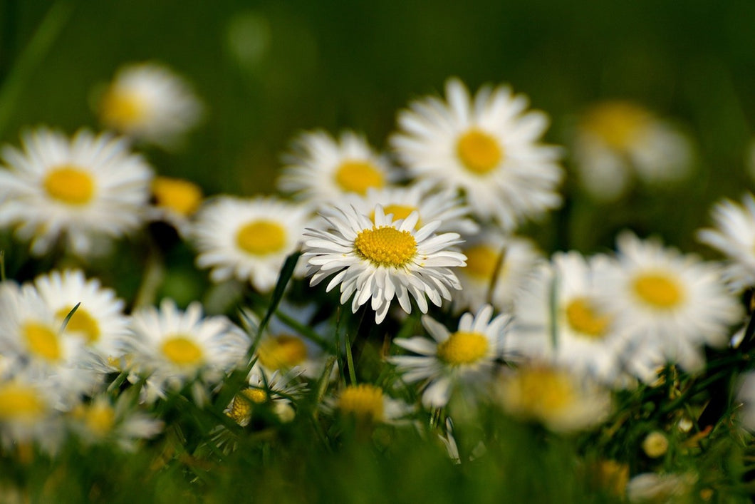Photo Wallpaper Daisies XL 2