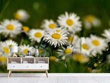 Load image into Gallery viewer, Photo Wallpaper Daisies XL 2
