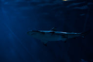 Photo Wallpaper Dangerous shark