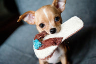 Photo Wallpaper Obedient chihuahua
