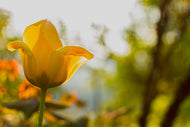 Photo Wallpaper Yellow tulip in the nature