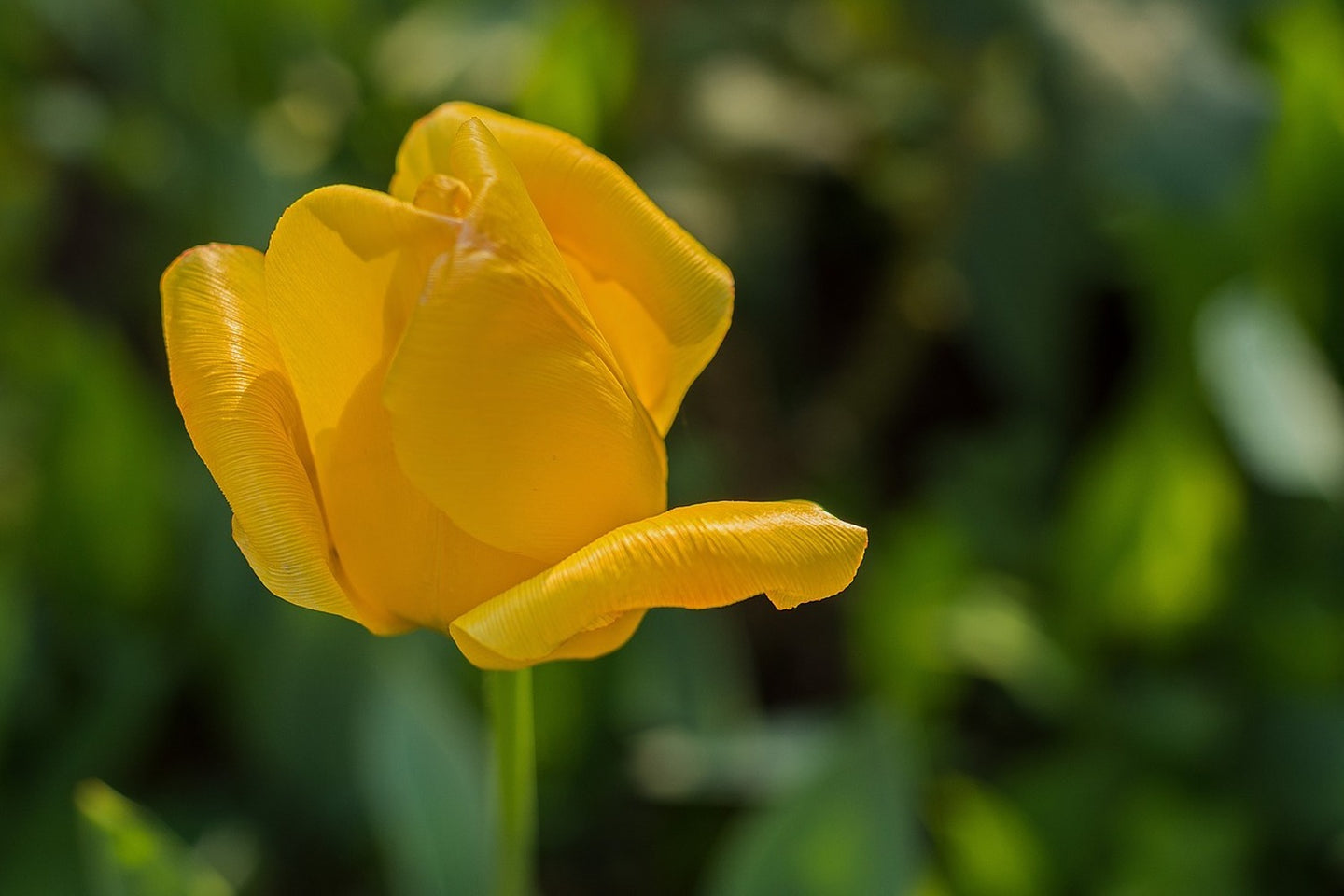 Photo Wallpaper Yellow tulip XL