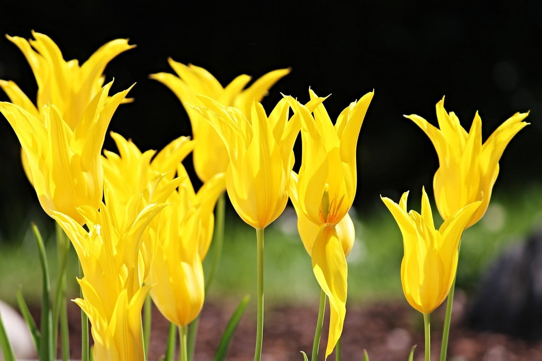 Photo Wallpaper Yellow tulips in the nature