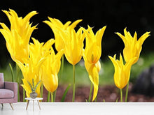 Load image into Gallery viewer, Photo Wallpaper Yellow tulips in the nature
