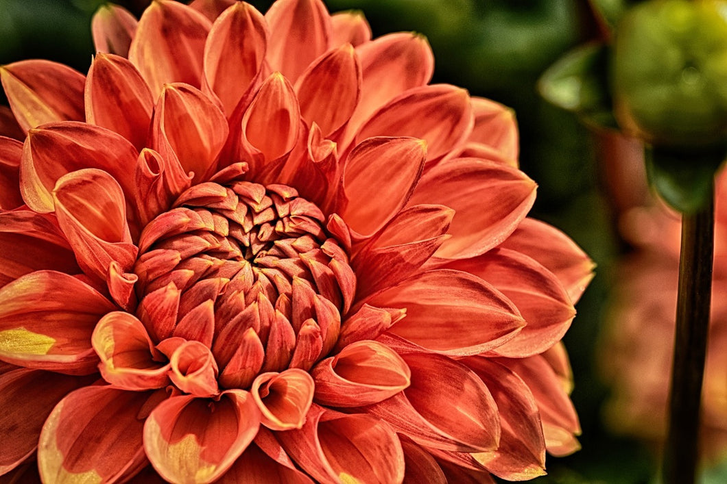 Photo Wallpaper Painting of a dahlia