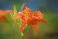 Photo Wallpaper Painting of a lily