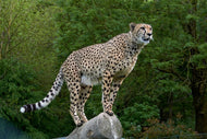 Photo Wallpaper Cheetah on the go