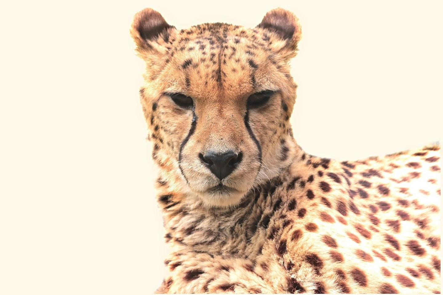 Photo Wallpaper Cheetah in the sun