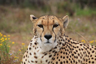 Photo Wallpaper Cheetah XL