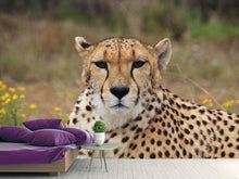 Load image into Gallery viewer, Photo Wallpaper Cheetah XL
