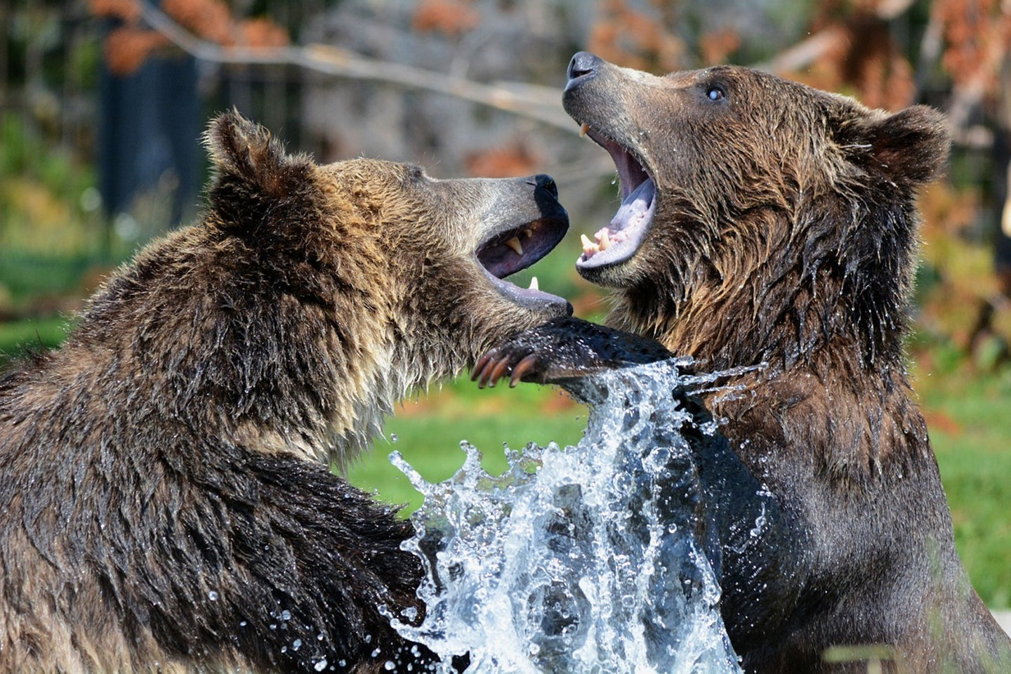Photo Wallpaper Grizzly fight