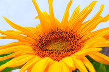 Load image into Gallery viewer, Photo Wallpaper Big sunflower
